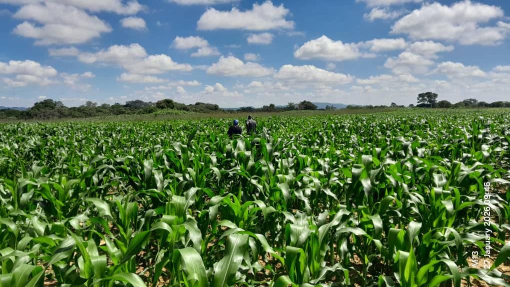 Maize